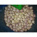 Fresh Normal White Garlic Best Quality